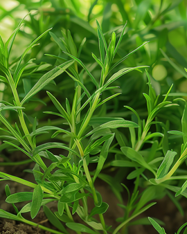 Zomerbonenkruid zaden Satureja Hortensis eenjarig kruid