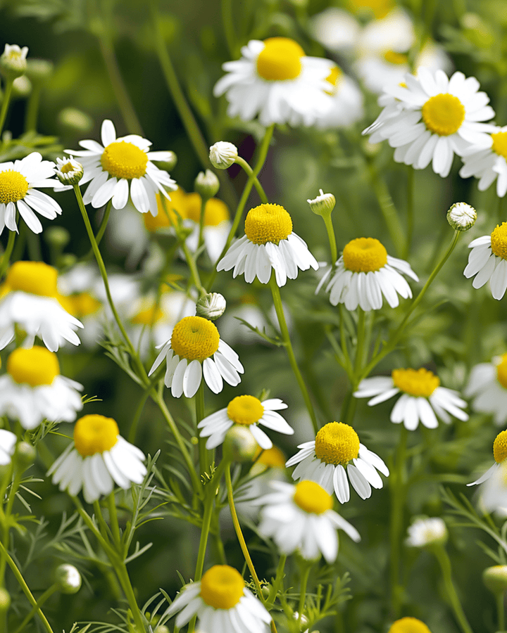 Kamille zaden (Matricaria chamomilla) – eenjarig kruid