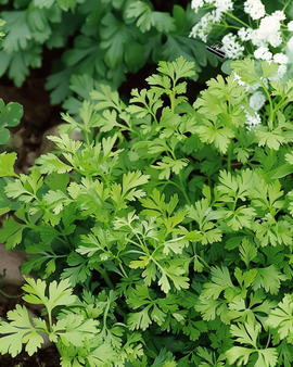 Kervel zaden Anthriscus Cerefolium eenjarig kruid