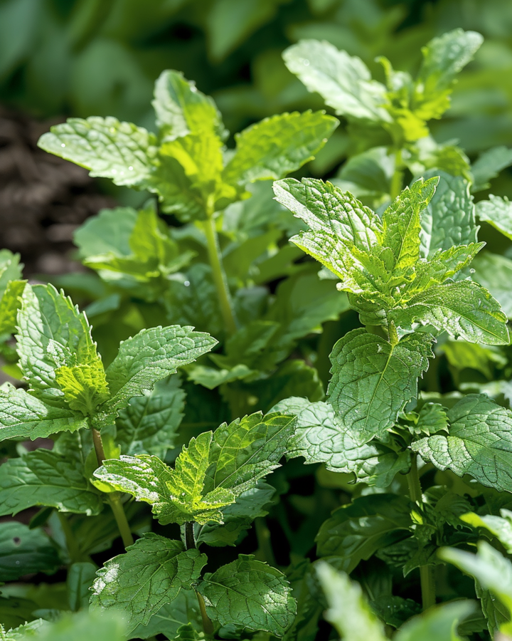 Groene munt zaden (Mentha spicata) – meerjarig kruid