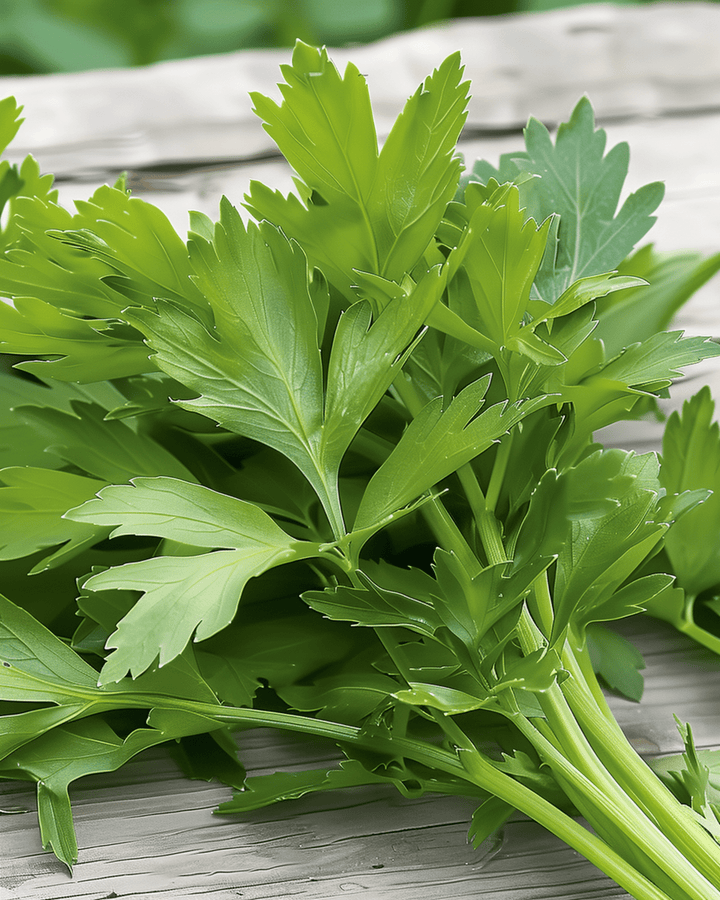 Lavas zaden (Levisticum officinale) – meerjarig kruid