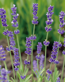 Gewone lavendel zaden Lavandula Angustifolia vaste plant kruid