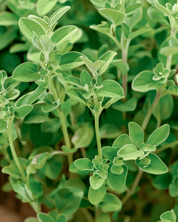 Marjolein Marjolein zaden (Origanum majorana) – eenjarig kruid