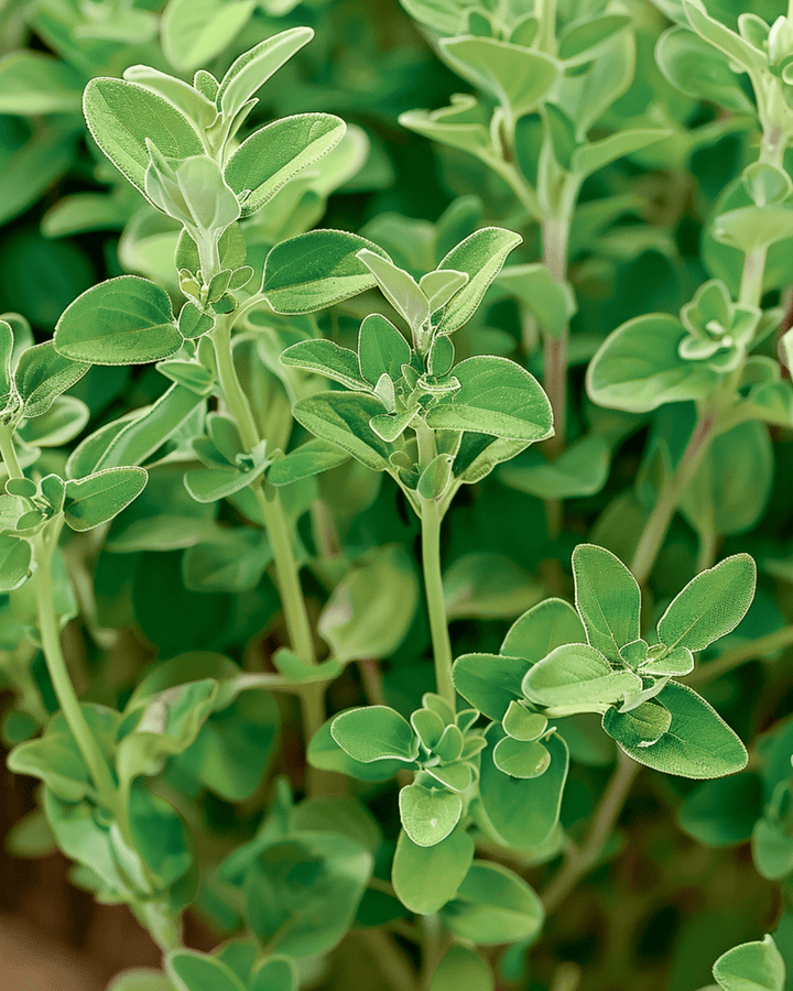 Marjolein Marjolein zaden (Origanum majorana) – eenjarig kruid