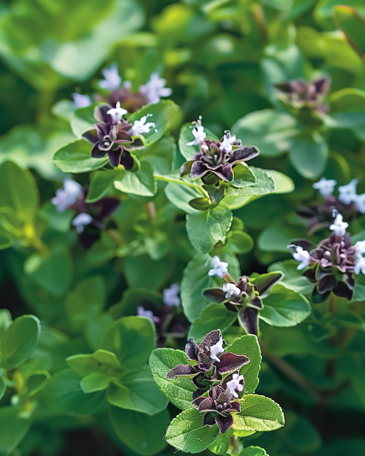 Oreganozaden (Origanum vulgare) – meerjarig kruid