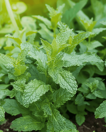 Pepermunt zaden (Mentha piperita) – meerjarig kruid