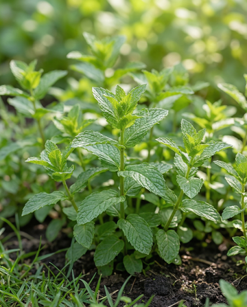 Pepermunt (Mentha piperita) – meerjarige kruidenzaden van SeedsChoice