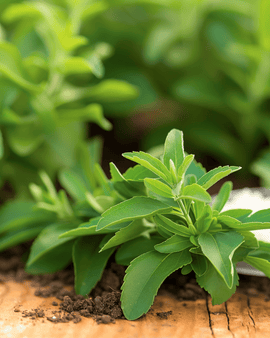 Stevia zaden Stevia Rebaudiana zoetkruid vaste plant kruid