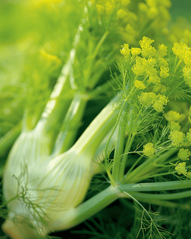 Venkel Doux De Florence zaden Foeniculum Vulgare eenjarig kruid