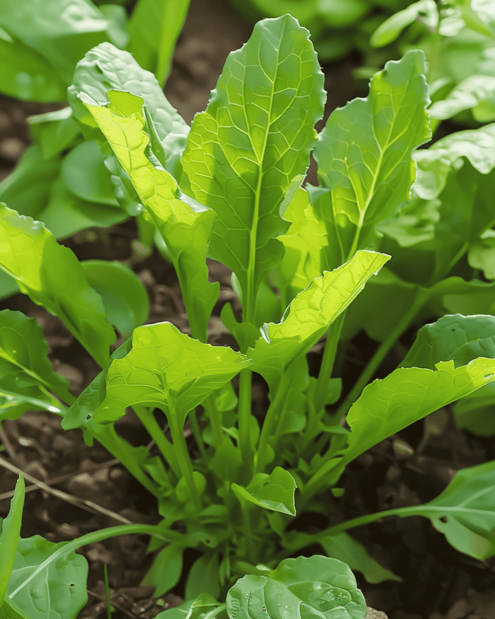 Zuring Breed Blad zaden (Rumex acetosa) – meerjarig kruid