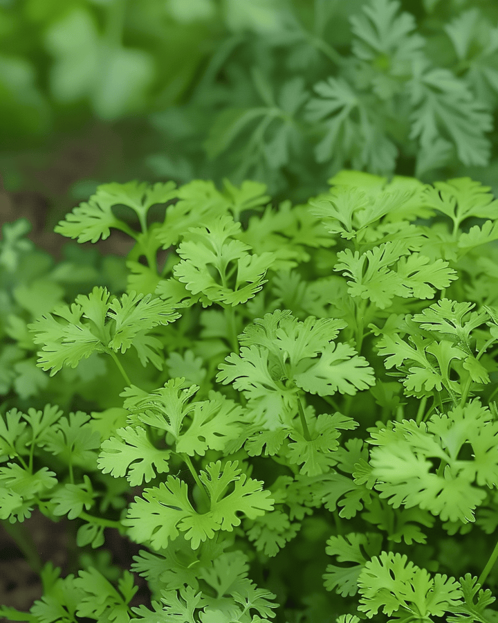 Kervelzaden Fine Curled (Anthriscus cerefolium) – eenjarig kruid