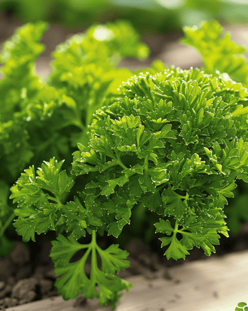 Peterselie Bravour zaden (Petroselinum crispum) – tweejarig kruid