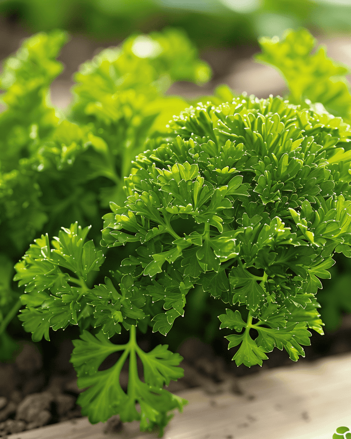 Peterselie Bravour zaden (Petroselinum crispum) – tweejarig kruid
