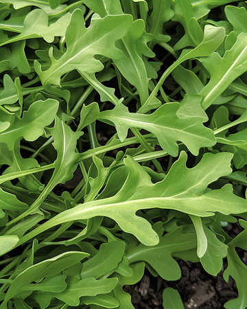 Wilde rucola zaden (Diplotaxis tenuifolia) – eenjarige groente