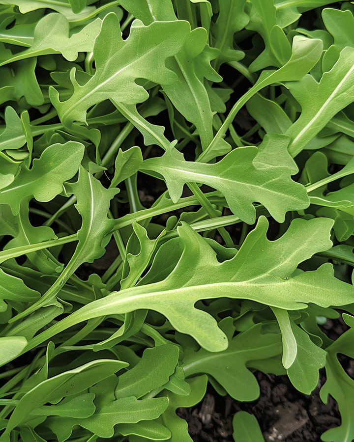 Wilde rucola zaden (Diplotaxis tenuifolia) – eenjarige groente