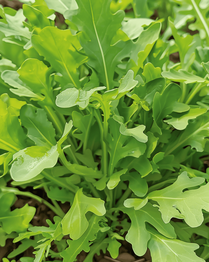 Wilde rucola Wildfire zaden (Diplotaxis tenuifolia) – eenjarig groente