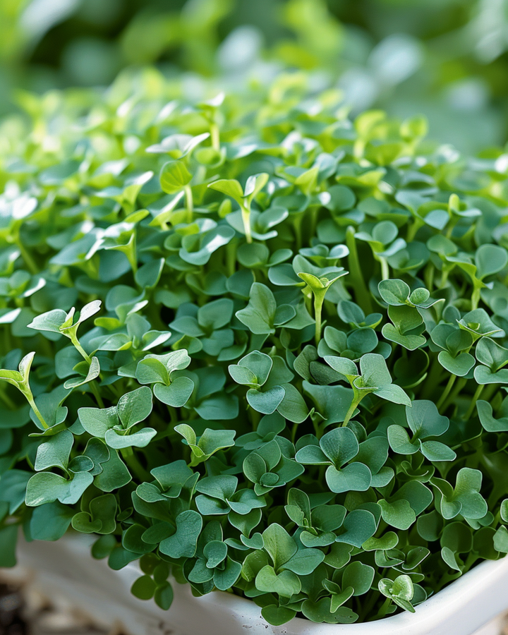 Breedbladige kers zaden (Lepidium sativum) – eenjarige groentesoort