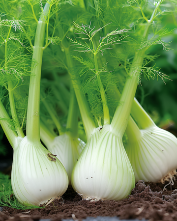 Venkel Fino zaden (Foeniculum vulgare) – eenjarige groente