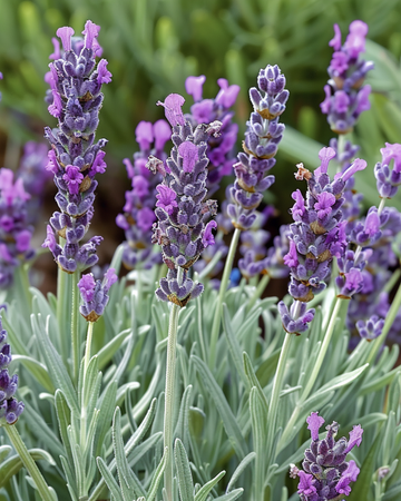 Franse lavendel zaden (Lavandula stoechas) – eenjarige bloem