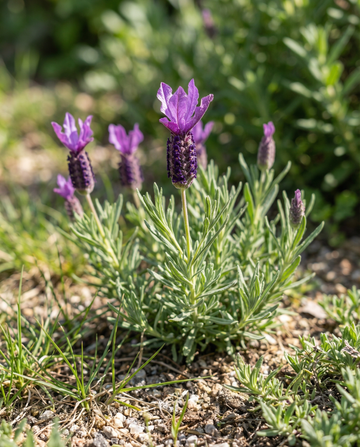 Franse lavendel (Lavandula stoechas) – eenjarige bloemenzaden van SeedsChoice