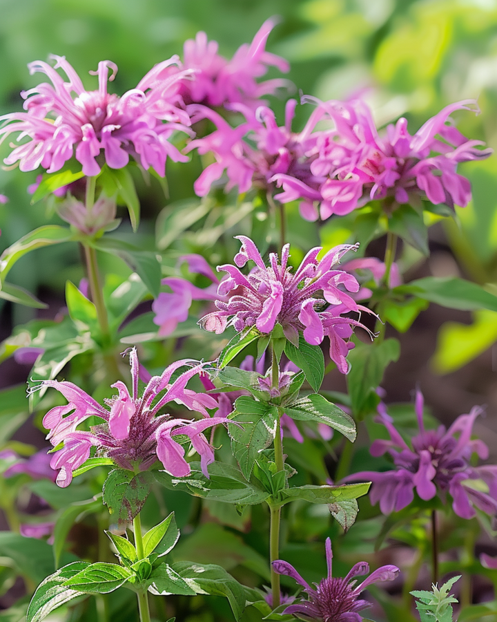 Citroenmunt zaden (Monarda citriodora) – eenjarige bloem