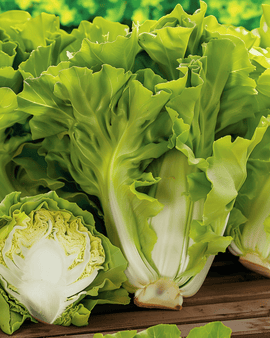 Andijviezaden Batavian Green eenjarig Cichorium Endivia