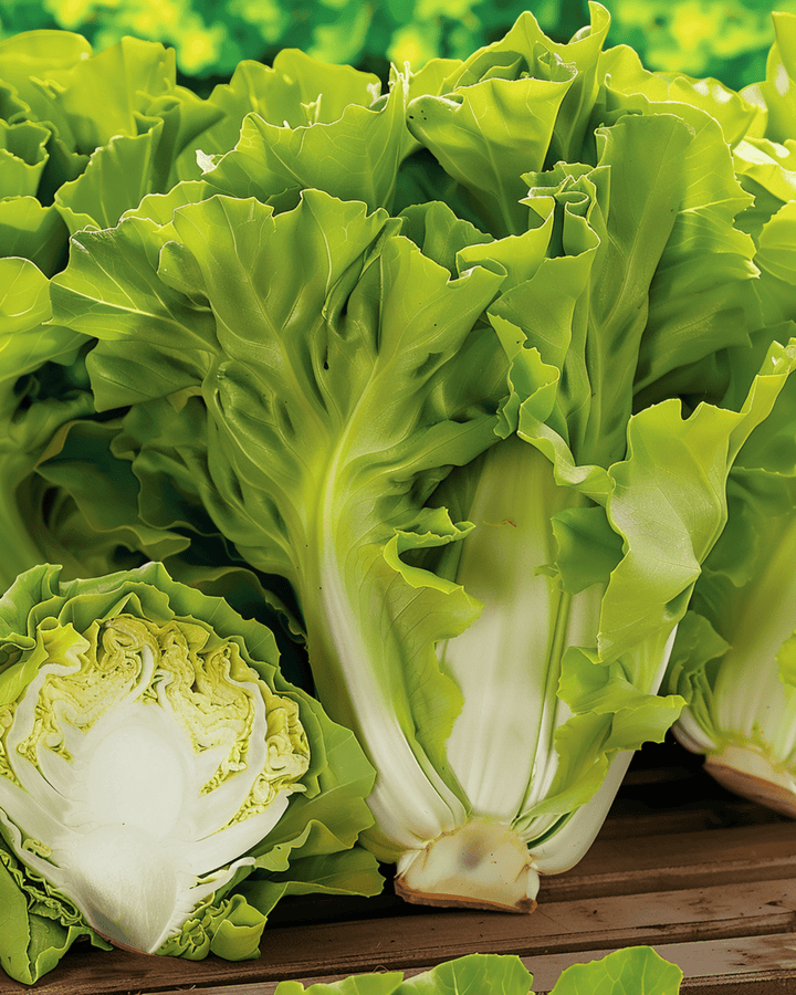 Andijvie Batavian Green zaden (Cichorium endivia) – eenjarige groente