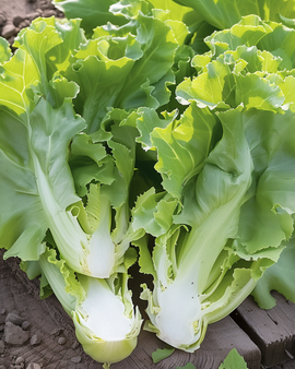 Andijviezaden Cichorium Endivia eenjarig bredebladige wintervariëteit