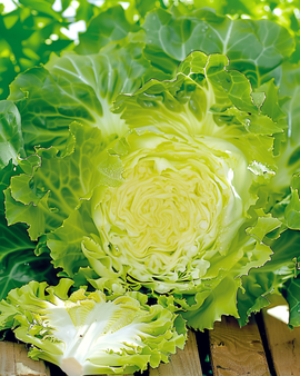 Andijviezaden gekruld De Meaux Cichorium Endivia eenjarig