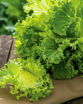 Gekrulde andijviezaden Cichorium Endivia eenjarig wit gekruld