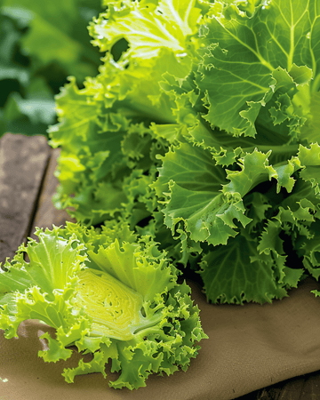 Krulandijvie White zaden (Cichorium endivia) – eenjarige groente