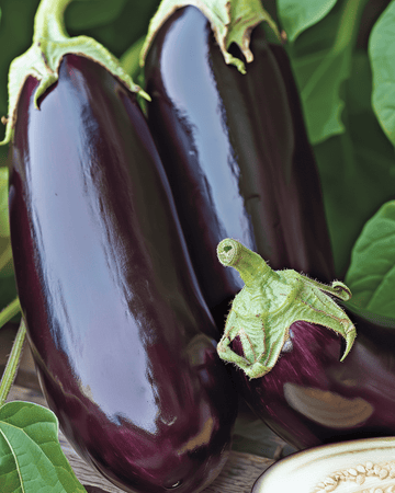 Aubergine Violetta Lunga 2 zaden (Solanum melongena) – eenjarige groente