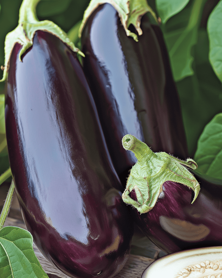 Aubergine Violetta Lunga 2 zaden (Solanum melongena) – eenjarige groente