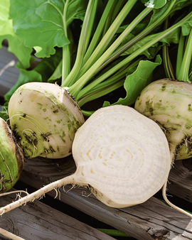 Witte bietenzaden Albina Vereduna Beta Vulgaris eenjarige groente
