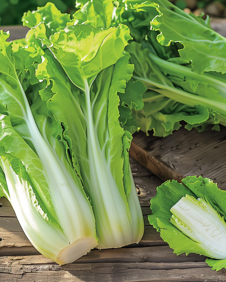 Witlof Sugar Leaf zaden (Cichorium intybus) – eenjarige groente