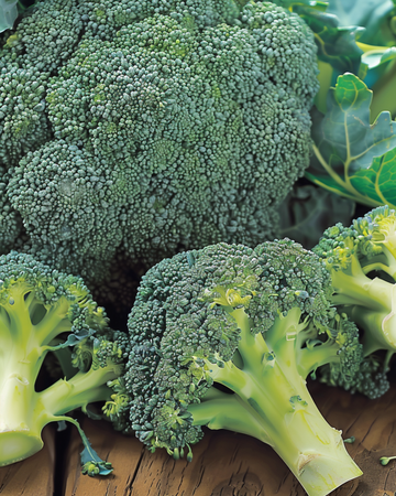 Broccoli Calabrese Natalino zaden (Brassica oleracea) – eenjarige groente