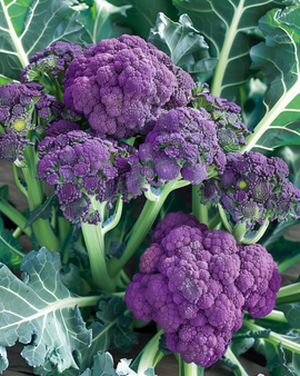 Broccolizaden Zomerpaars Brassica Oleracea eenjarig ras