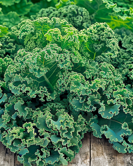 Boerenkoolzaden Winterbor F1 Brassica Oleracea eenjarig ras
