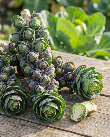 Spruitkool Garden Mix F1 (Brassica oleracea) – eenjarige bloemenzaden van SeedsChoice