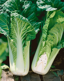 Chinese-koolzaden Brassica Pekinensis eenjarig Granaat Michihli