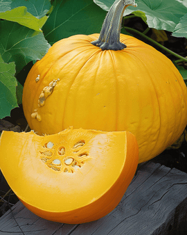 Pompoenzaden Cucurbita Maxima geel eenjarig ras