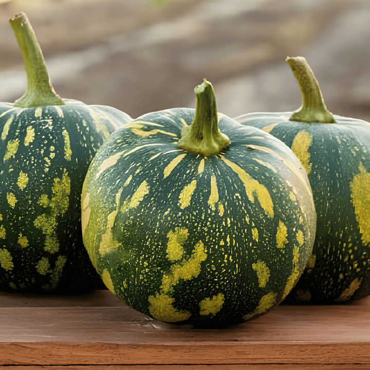 Pompoen Asterix zaden (Cucurbita moschata) – eenjarige groente