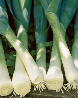 Preizaden Zwitserse Reuzen Allium Porrum eenjarig