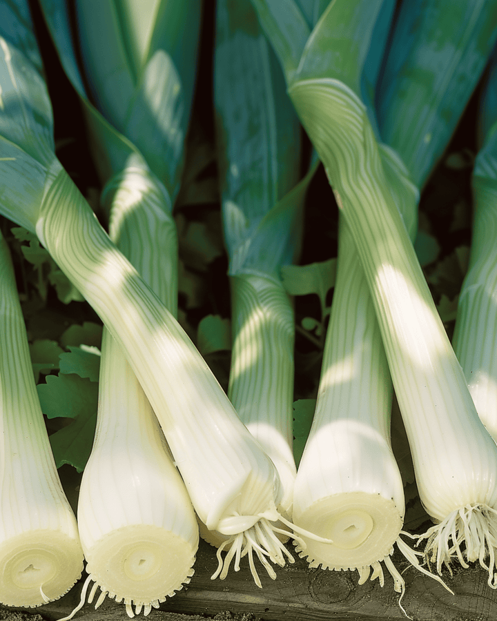 Prei Zwitserse Reuzen zaden (Allium porrum) – eenjarige groente