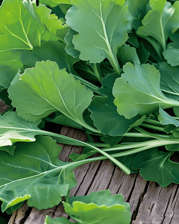 Raapblad zaden (Brassica rapa) – eenjarige groente