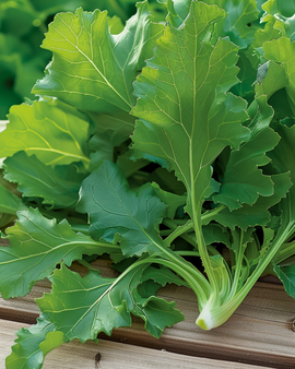 Bladgroente Namenia zaden Brassica Rapa eenjarige bladgroente