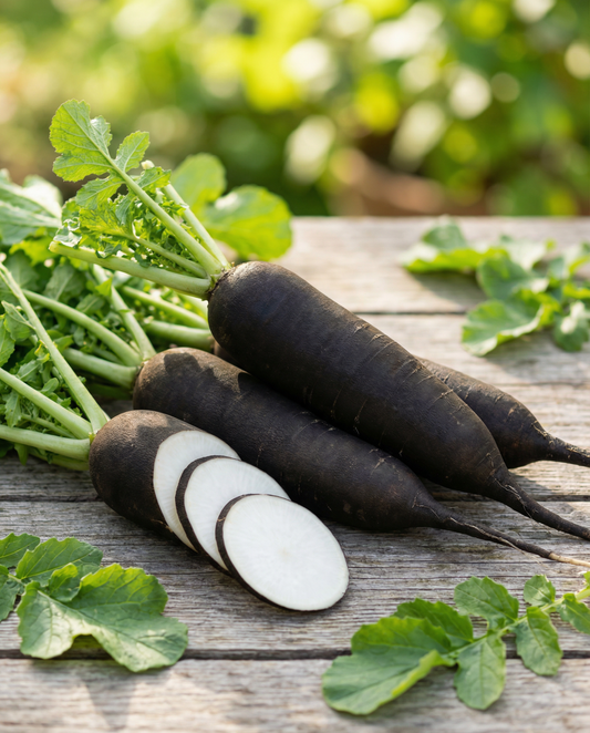 Winterradijs Noir Long Poids D Horloge (Raphanus sativus) – eenjarige groentezaden van SeedsChoice