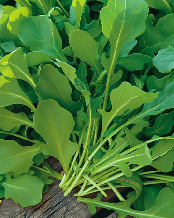 Rucola zaden (Eruca sativa) – eenjarig groente