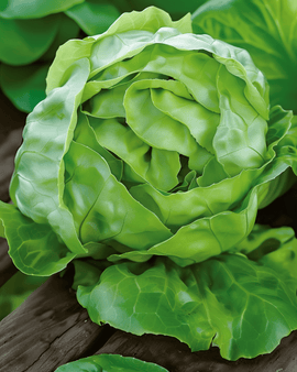 Slazaden Hilde II Lactuca Sativa eenjarig