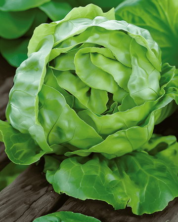 Sla Hilde Ii zaden (Lactuca sativa) – eenjarige groente